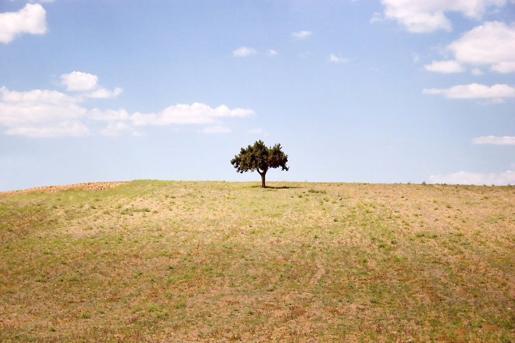 baum-feld.jpg